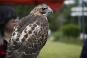 Cape Cod Wildlife Festival 2025 in Barnstable MA